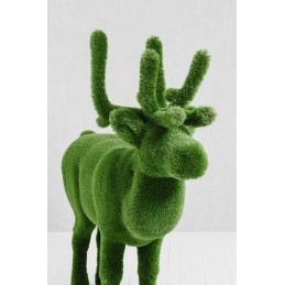 Cervo MT 2,05 X 2,20 X 0,55