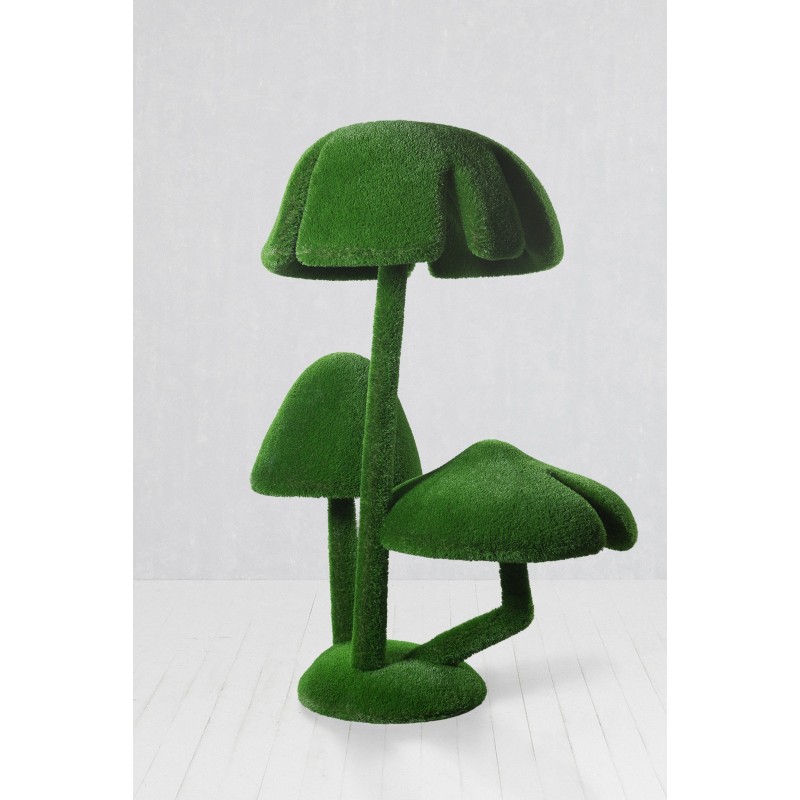 Funghi di miele (misura M)